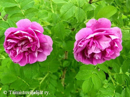 Rosa Rugosa-Ryhm� 'Katri Vala'
